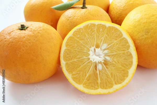 Obraz 新鮮なオレンジ