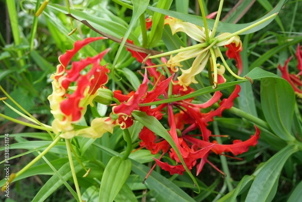 Fototapeta Wild forest orchids grow naturally on trees, displaying delicate flowers, vibrant colors, and ecological importance.