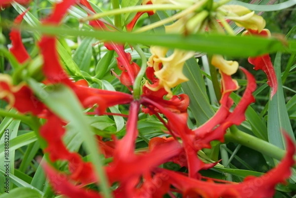 Fototapeta Wild forest orchids grow naturally on trees, displaying delicate flowers, vibrant colors, and ecological importance.