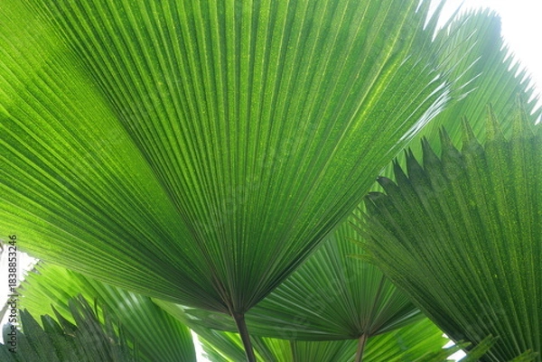 Fototapeta Broadleaf plants feature wide leaves, supporting photosynthesis, shade, biodiversity, landscaping, and ecological balance worldwide ecosystems.