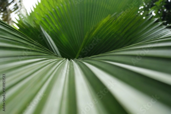Fototapeta Broadleaf plants feature wide leaves, supporting photosynthesis, shade, biodiversity, landscaping, and ecological balance worldwide ecosystems.