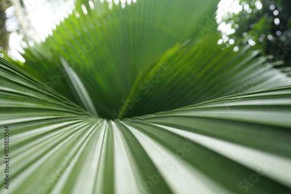 Fototapeta Broadleaf plants feature wide leaves, supporting photosynthesis, shade, biodiversity, landscaping, and ecological balance worldwide ecosystems.