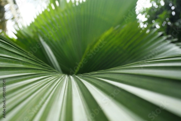 Fototapeta Broadleaf plants feature wide leaves, supporting photosynthesis, shade, biodiversity, landscaping, and ecological balance worldwide ecosystems.