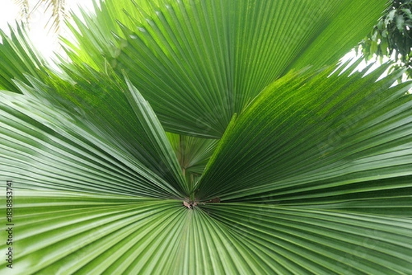Fototapeta Broadleaf plants feature wide leaves, supporting photosynthesis, shade, biodiversity, landscaping, and ecological balance worldwide ecosystems.