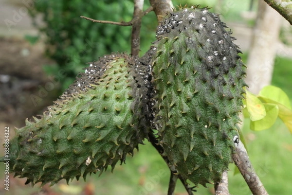 Fototapeta Soursop is a tropical fruit with spiky green skin, creamy white flesh, and sweet flavor.
