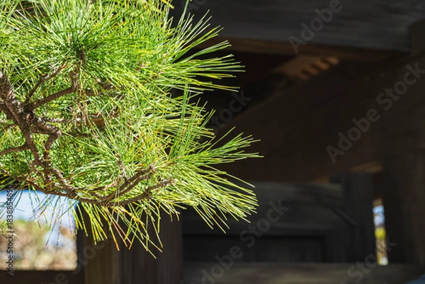 Fototapeta 日本家屋と松の木