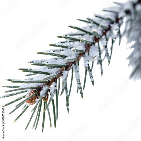 Obraz christmas tree branches