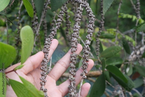 Fototapeta Gelam is a medicinal tree providing essential oils, timber, honey, and ecological protection benefits widely.