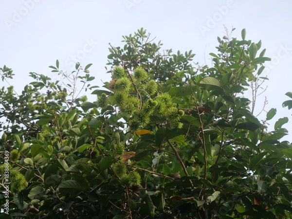 Fototapeta Rambutan is a tropical fruit with hairy skin, juicy sweet flesh, and refreshing exotic flavor.