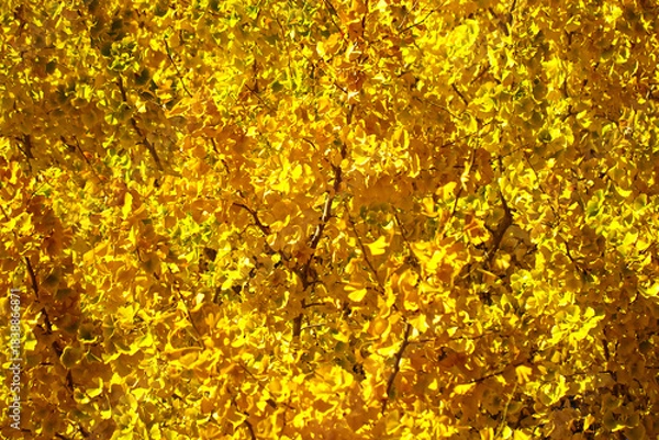 Fototapeta 鮮やかな黄金色に色づいたイチョウの全面明るい枝葉テクスチャー（イラスト調レタッチ＆色彩加工画像）