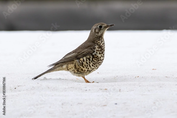 Obraz Mistle Thrush sitting on the ground