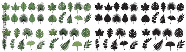 Obraz Leaf collection with transparent background