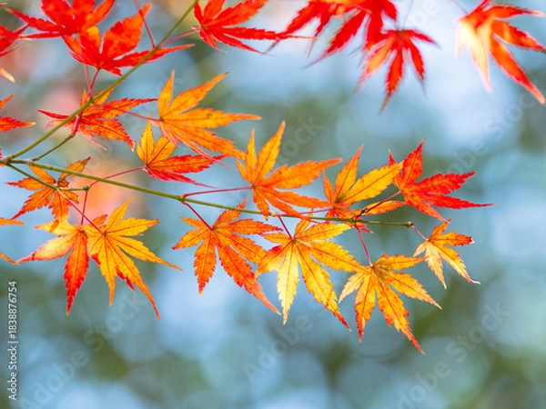 Obraz 美しいカラフルなモミジ葉