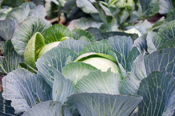 Fototapeta Close-up of a green cabbage head surrounded by large, textured leaves in a vegetable garden.
