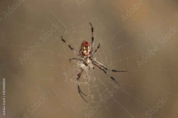Fototapeta backyard spider