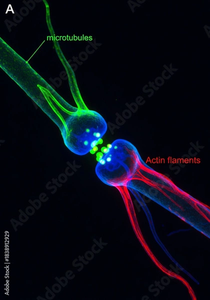Obraz Neuron Cell Connection