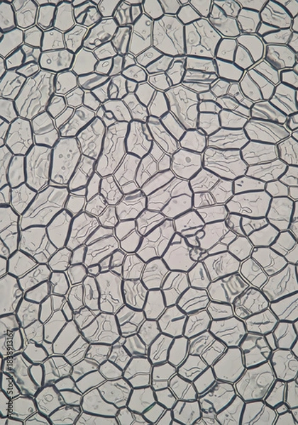 Obraz Main Subject Leaf Lattice Pattern