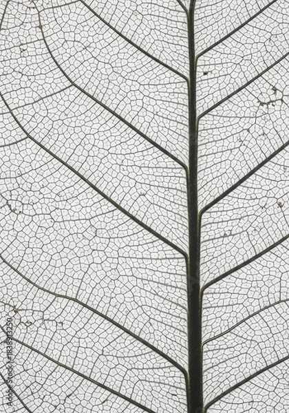 Obraz Leaf Skeleton Close Up