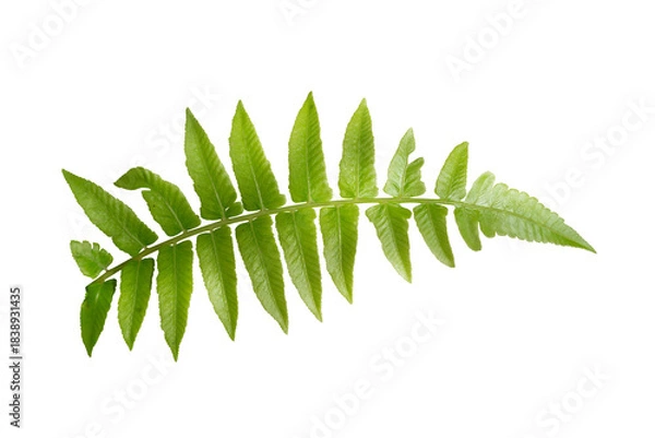 Obraz fern leaf isolated on white