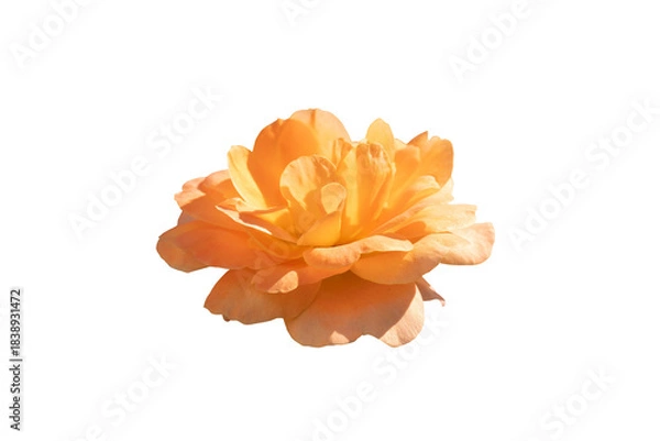 Obraz orange  rose flower isolated on white