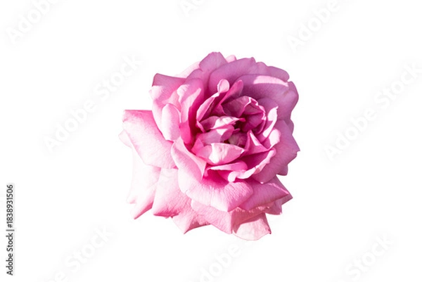 Obraz pink rose isolated on white