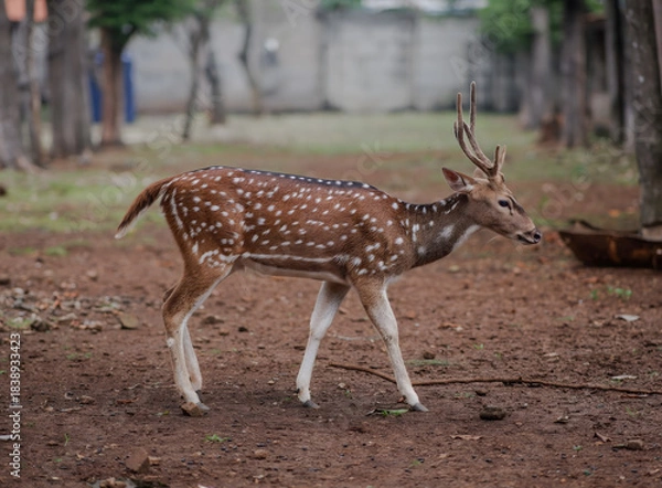 Fototapeta Deer with reddish brown fur with distinctive white spots; white belly and lower legs.