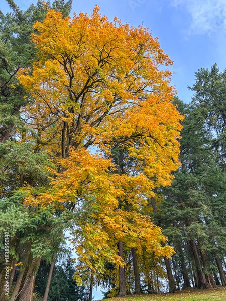 Obraz Autumnal Splendor