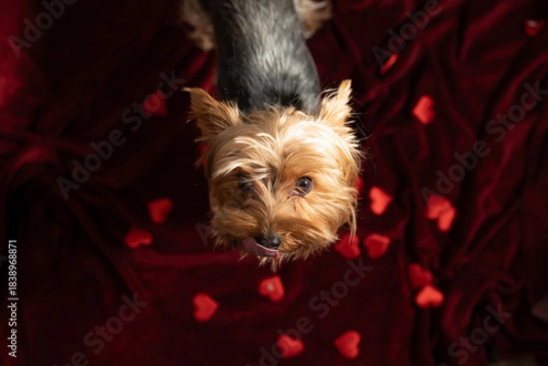 Obraz A close up on a small, adorable Yorkshire Terrier dog with a shiny, wet nose. The puppy's tongue is out on a dark red fabric with heart shapes for Valentine's Day.