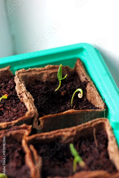 Fototapeta First pepper sprouts emerging from peat pots, showing early plant development and eco-friendly seed starting. Ideal for themes of sustainable agriculture, eco-farming, gardening and crop cultivation.
