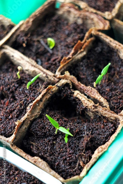 Fototapeta First pepper sprouts emerging from peat pots, showing early plant development and eco-friendly seed starting. Ideal for themes of sustainable agriculture, eco-farming, gardening and crop cultivation.