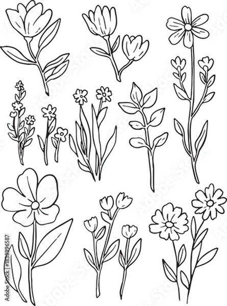 Fototapeta Ultimate hand drawn outline vector mega-set featuring a comprehensive collection of botanical elements: diverse leaves (oak, maple), various flowers, berries, acorns, mushrooms, and fruits.