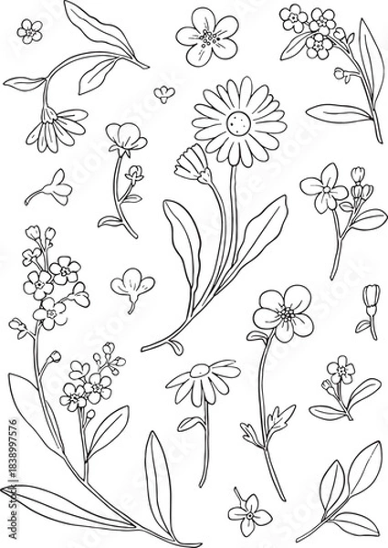 Fototapeta Detailed set of 18 hand-drawn outline wildflowers and garden flowers, including daisy, buttercup, and forget-me-not elements. Perfect for nature-themed packaging, scrapbooking, surface pattern design.