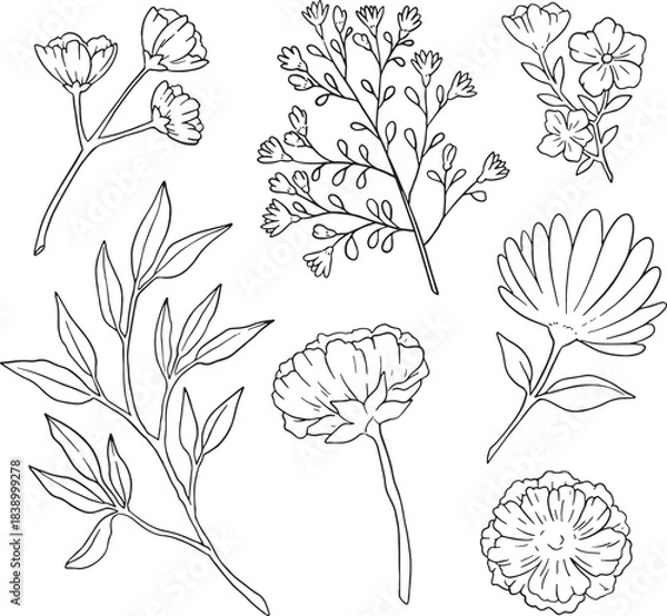 Fototapeta The ultimate bundle of 70+ diverse hand-drawn botanical line art elements. Featuring detailed wildflowers, stylized stems, leaves, and abstract berries. Perfect for large-scale projects like branding.
