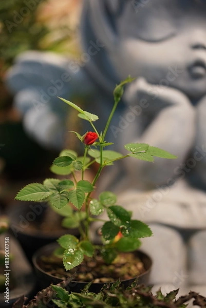 Obraz rose in the garden