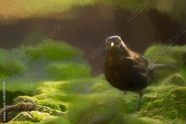 Obraz Digital illustration portrait of a female Blackbird in the forest.