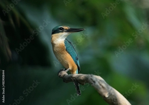 Obraz kingfisher on branch