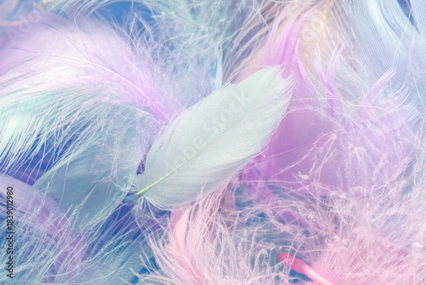 Fototapeta Closeup view of colorful feathers. Angelic pastel background