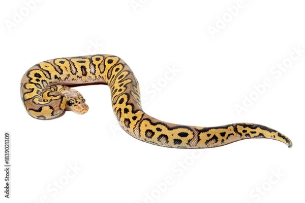 Fototapeta Ball Python (Python regius) also called the Royal Python, is a python species native to West and Central Africa.