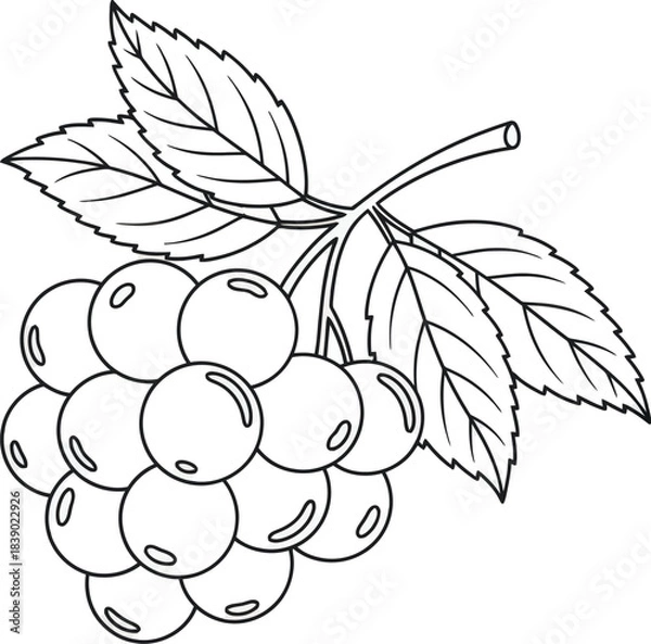 Fototapeta Berry Fruit with Leaves Vector