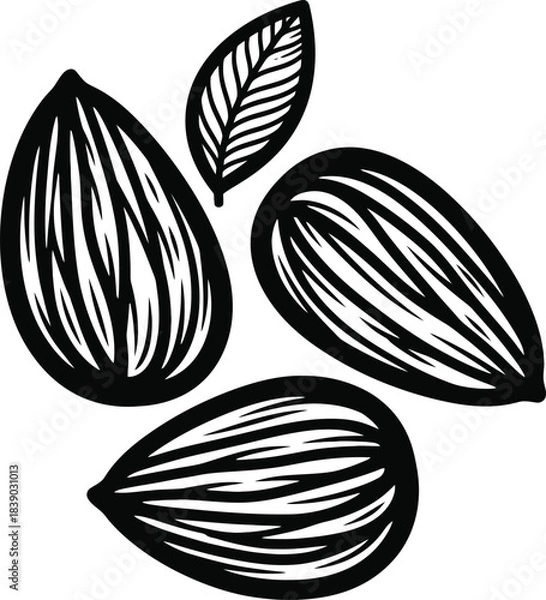 Fototapeta Almonds and Leaf Hand Drawn Vector
