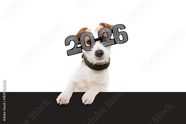 Fototapeta Dog new year with paws over black edge. wearing  glasses with the inscription 2026 on  white background
