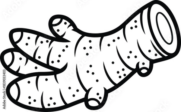 Obraz Ginger root illustration spice herb outline vector