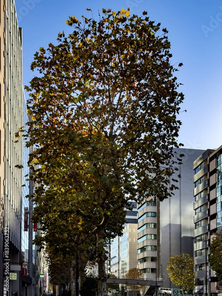 Obraz 都心散歩　御成門付近の黄葉