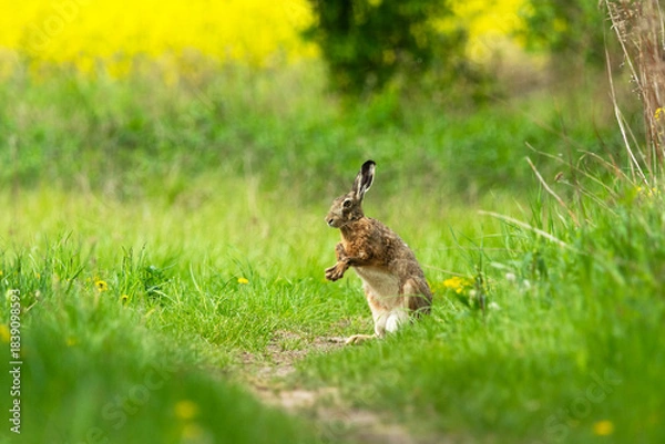 Obraz A wild hare sits on a path with its paws up