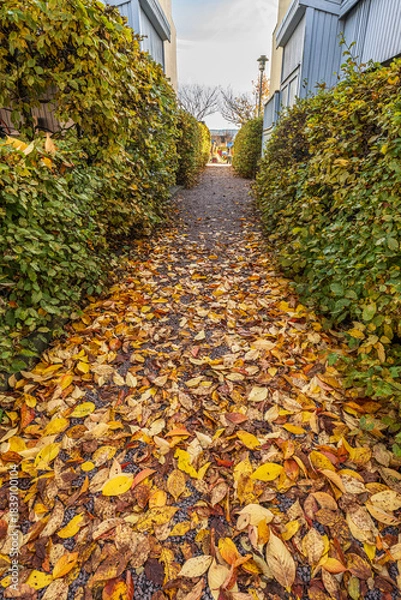 Obraz Leaf covered narrow path between green hedges in autumn sunlight.