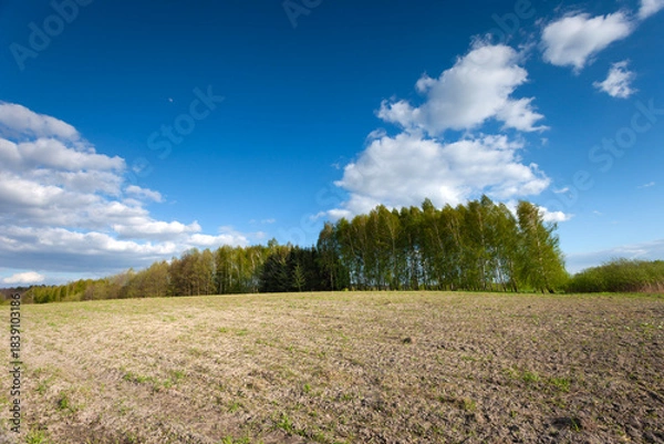 Obraz Trees behind a field, sunny spring day