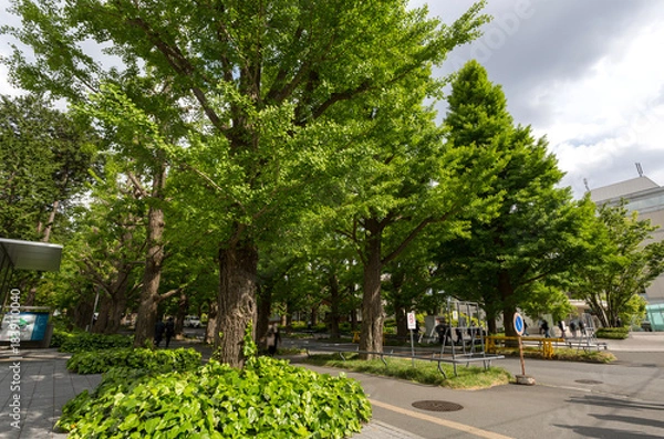 Obraz 慶應大学日吉キャンパスの並木　（神奈川県横浜市港北区日吉４丁目）