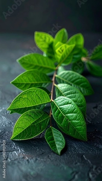 Obraz Vibrant Green Leaves on a Dark Textured Background.
