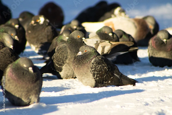 Fototapeta Flock of Rock Pigeons Resting on a Snow-Covered Surface in Sunlight
