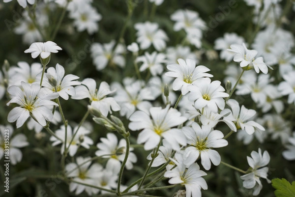 Obraz Beautiful small white flowers in the summer garden. Shallow depth of field (DOF)